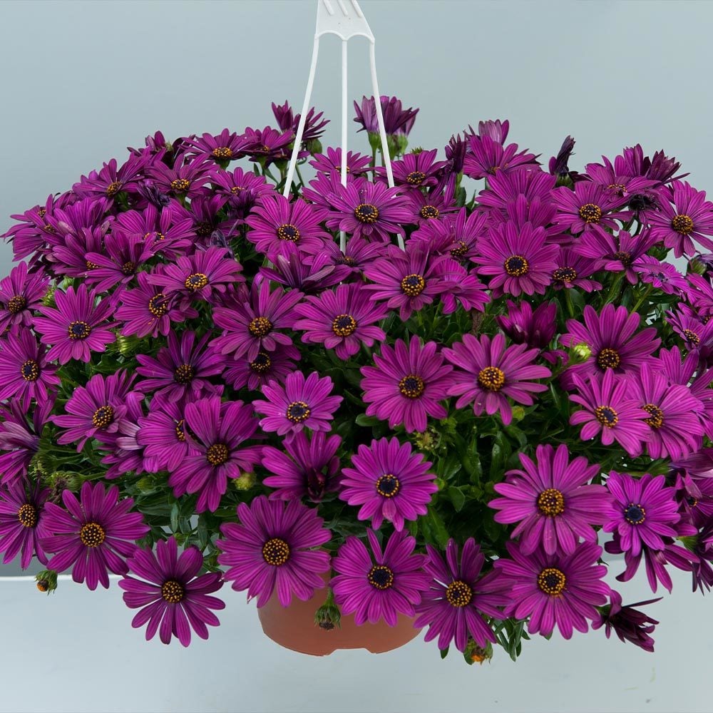 Erato Purple Bodrum Papatyası Çiçeği Fidesi (3 adet)