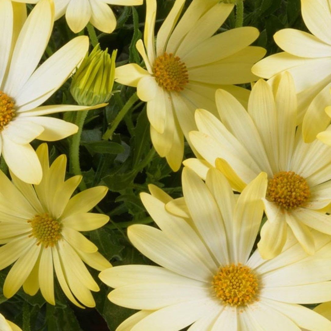 Erato Compact Yellow Bodrum Papatyası Çiçeği Fidesi (3 adet)