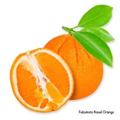 Tüplü Aşılı Soğuğa Dayanıklı Fukumoto Portakal Fidanı