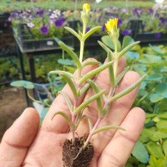 Delasporma Yellow Sarı Buz Çiçeği Fidesi (3 Adet)