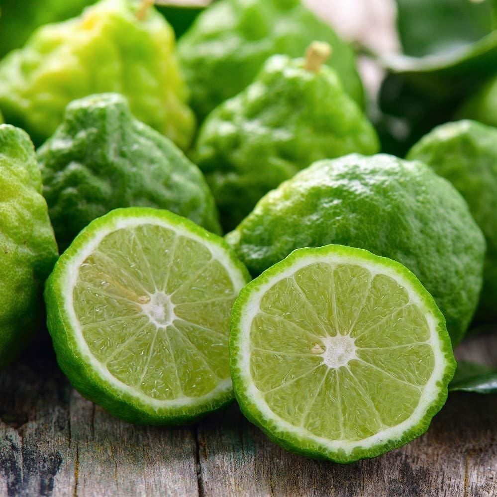 Tüplü Aşılı Kokulu Aromatik Bergamot (Bergamut) Fidanı