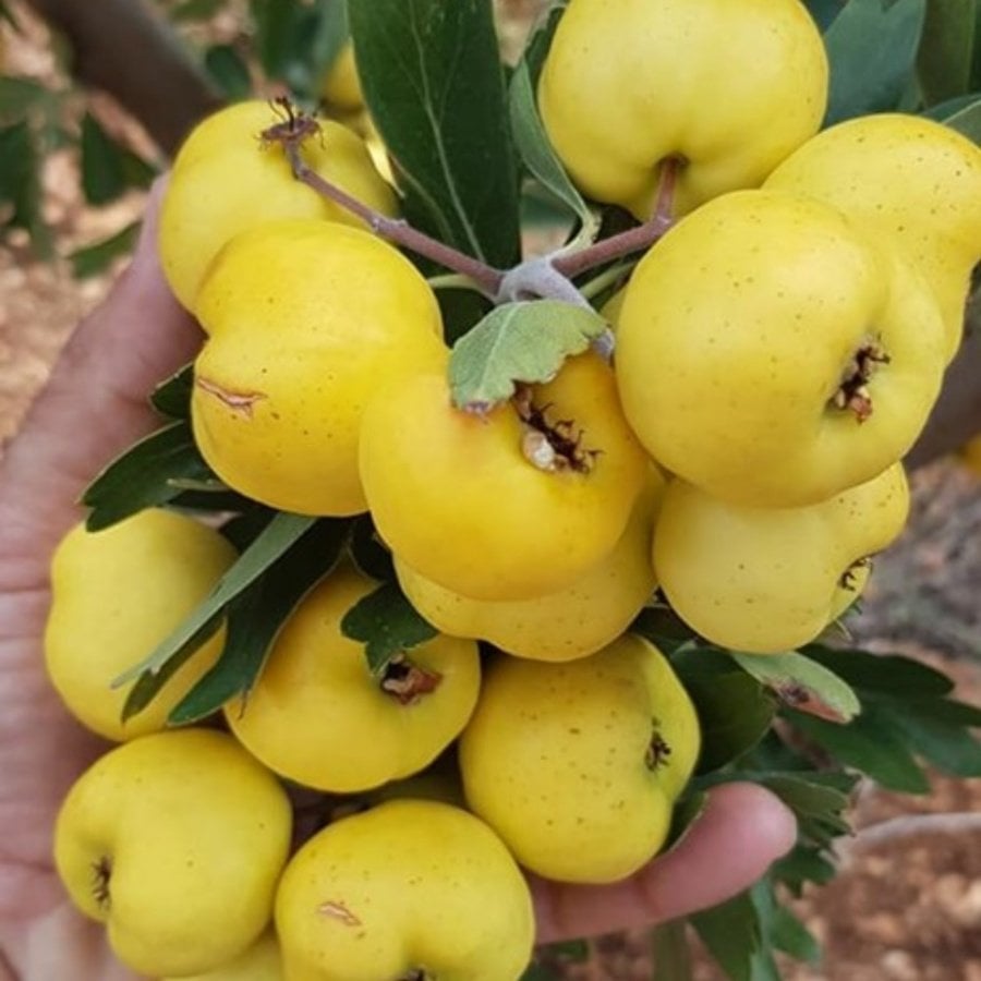 Tüplü Aşılı Çok İri Meyveli Hatay Belen Sarı Alıç Fidanı(20-40 cm) 5 Adet