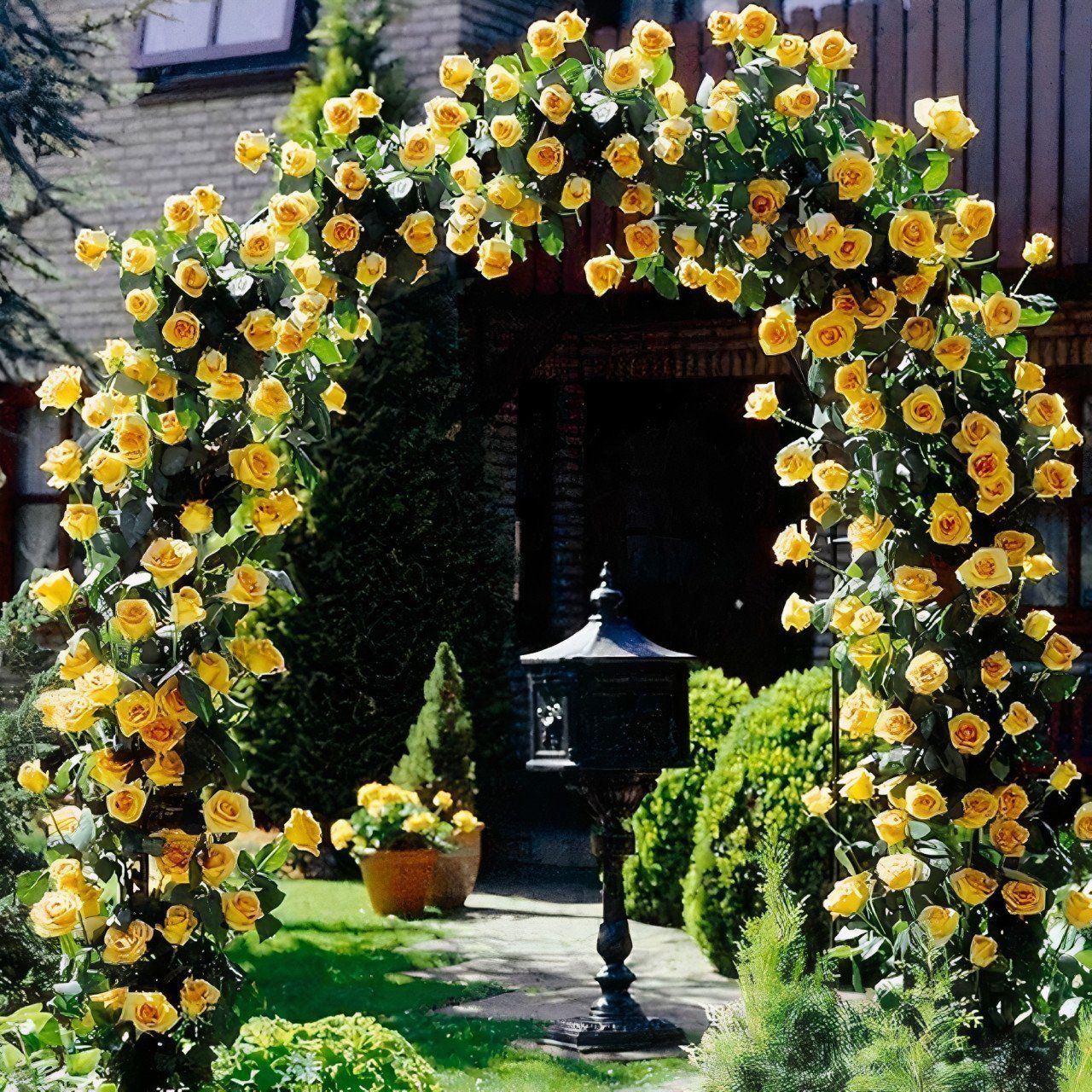 Tüplü Aşılı Perfect Yellow Fuldane Sarı Kokulu Sarmaşık Yediveren Gül Fidanı