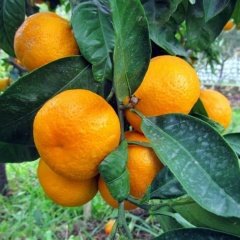 Tüplü Aşılı Yarı Bodur Yöresel Kokulu Bodrum Mandalina Fidanı