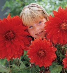 Babylon Red Büyük Çiçekli Dahlia Yumrusu (1 adet)