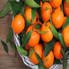 Tüplü Aşılı Meyve Verme Durumunda Okitsu Mandalina Fidanı