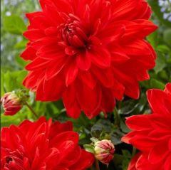 Red Neo Büyük Çiçekli Dahlia Yumrusu (1 adet)
