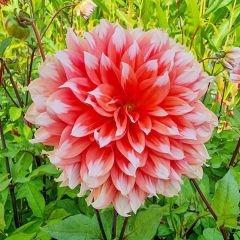 Holland Festival Büyük Çiçekli Dahlia Yumrusu (1 adet)