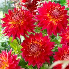 Manhattan Island Büyük Çiçekli Dahlia Yumrusu (1 adet)