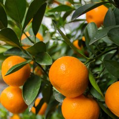 Tüplü Aşılı Lezzetli Çeşit Fremont  Mandalina Fidanı