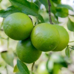 Tüplü Aşılı Bol Sulu Lime Quat Çekirdeksiz Limon Fidanı