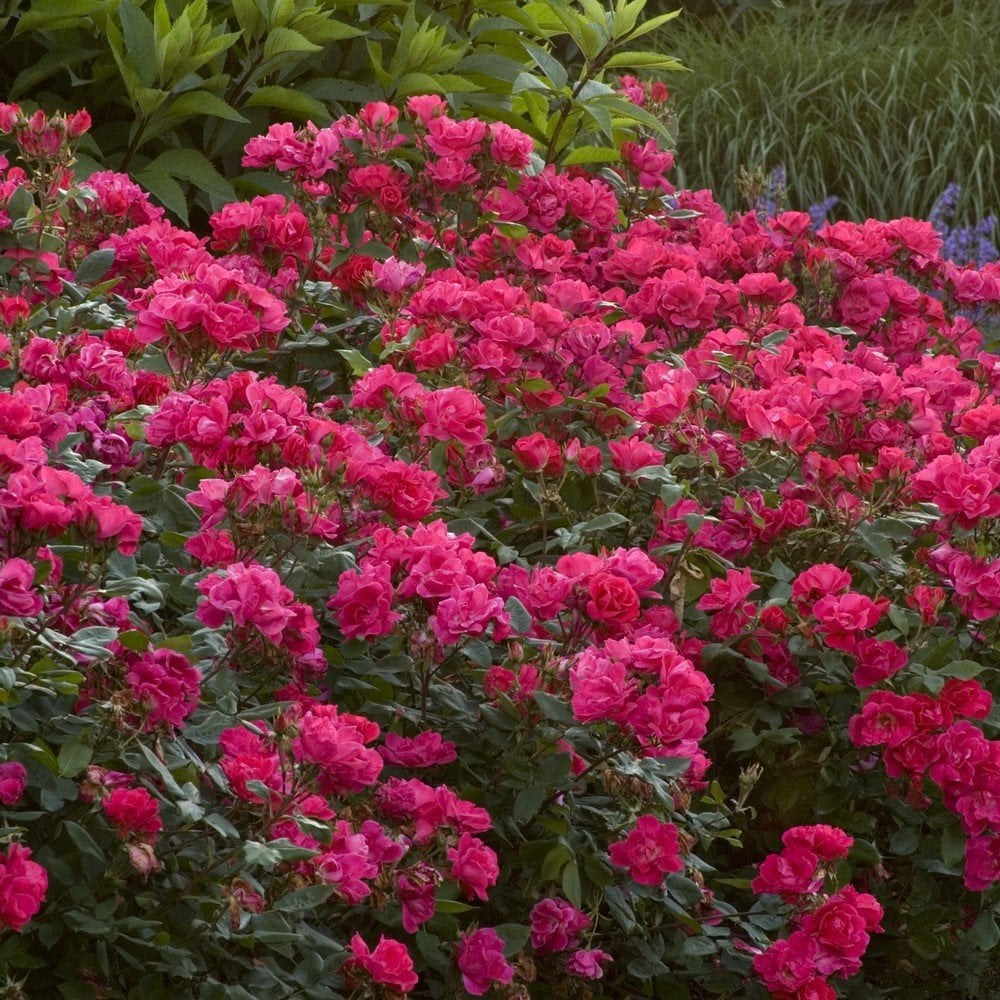 Tüplü Kokulu Pembe Renkli Sarmaşık Gül Fidanı (5 yaş 150-200 cm Sınırlı Stok)