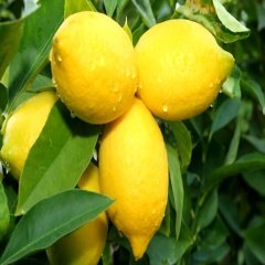 Tüplü Aşılı Yediveren Limon Fidanı-Meyveli (150-200 cm)