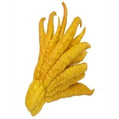 Tüplü Aşılı Buddha's Hand Fruit Budanın Eli Limon Fidanı-200-300 cm