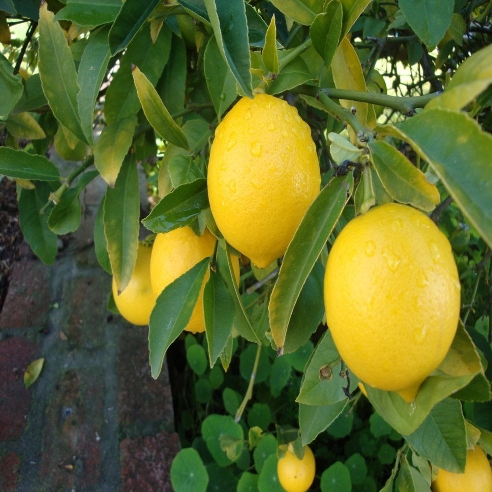 Tüplü Aşılı Bodur Lezzetli Mayer Limon Fidanı-İç Mekan