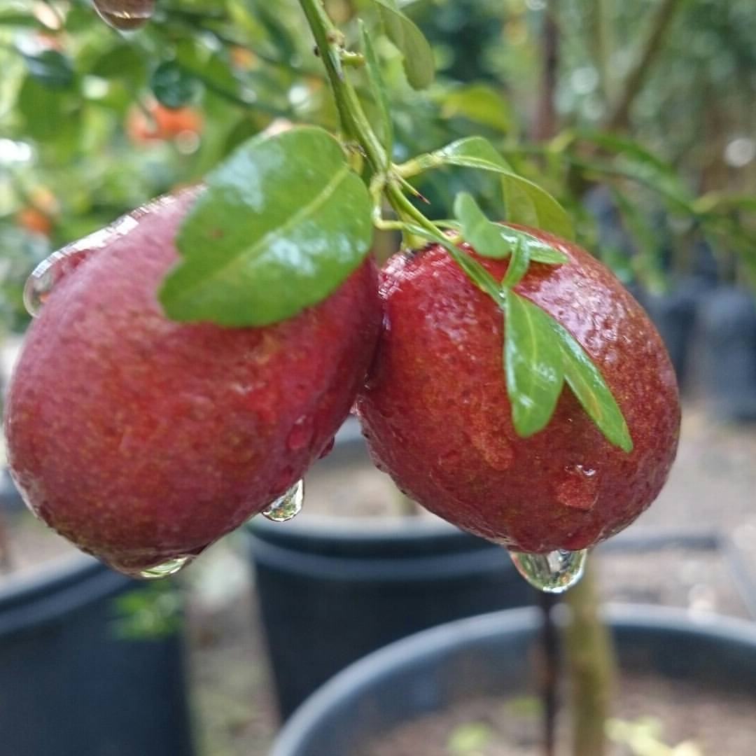 Tüplü Kırmızı Avustralya Blood Lime Limon Fidanı-Meyve Verme Durumunda