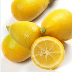 Tüplü Yassı Meyveli Tavares Limequat Fidanı