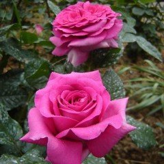 Tüplü Koyu Pembe Laguna Yediveren Gül Fidanı