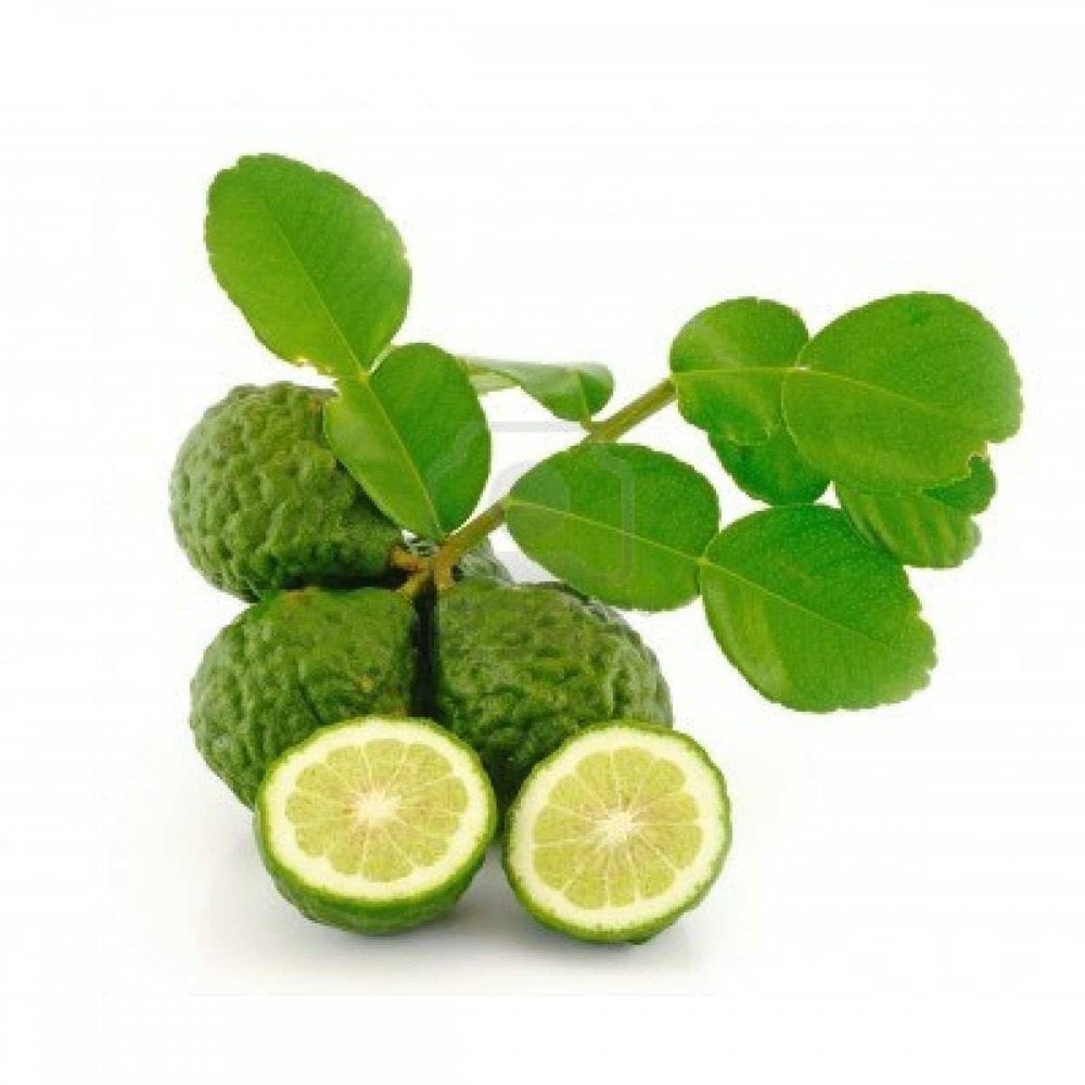 Tüplü Aşılı Kokulu Kaffir Lime Fidanı