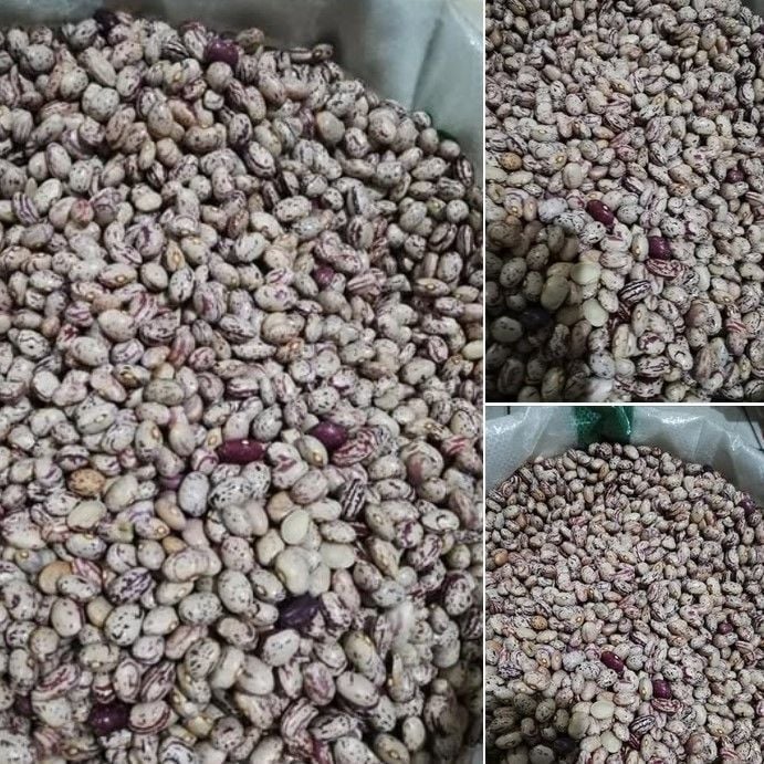 Doğal Anadolu Artvin Kara Sırık Barbunya Tohumu (10 tohum)