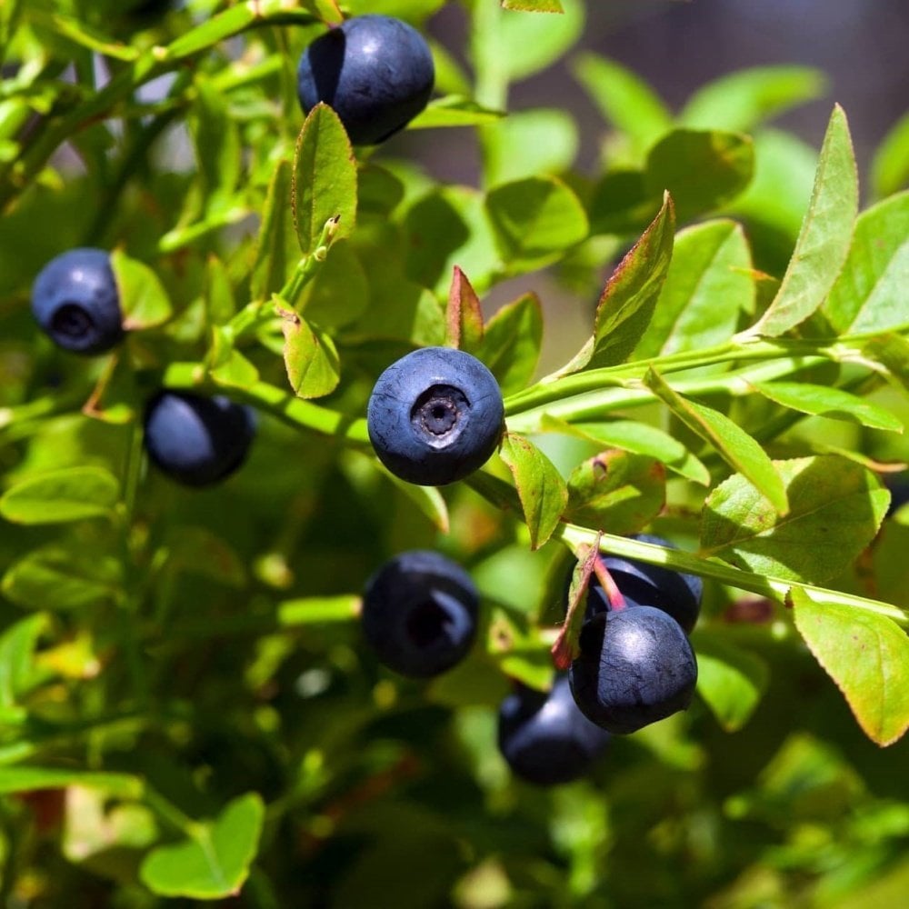 Tüplü Doğal Likapa (Bilberry) Fidanı