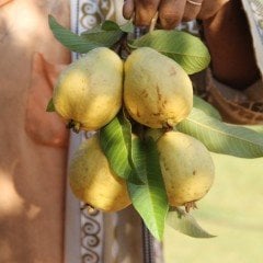 Tüplü Sarı Guava (Gold Super Fruit) Fidanı