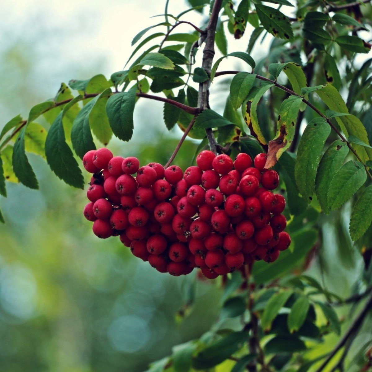 Tüplü Kuş Üvezi (Sorbus aucuparia L.) Fidanı