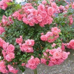 Tüplü Kokulu Yediveren Pink Rosarium Uetersen Sarmaşık Gül Fidanı