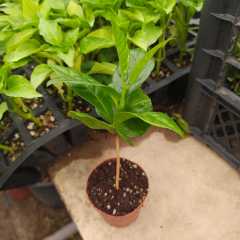 Tüplü Coffea Arabica (Kahve Ağacı) Fidanı Mini Saksı (5-15 Cm)