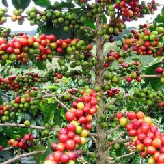 Tüplü Coffea Arabica (Kahve Ağacı) Fidanı Mini Saksı (5-15 Cm)