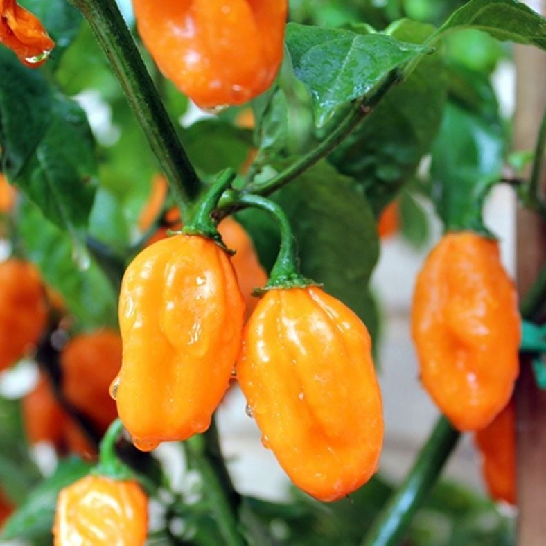Doğal Geleneksel Carbonero Peach Çok Acı Biber Tohumu (10 Tohum)