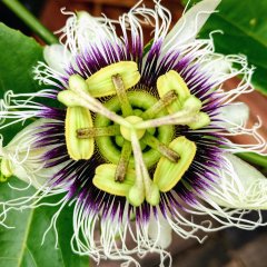 Tüplü Passiflora Edulis Maruçya Çarkıfelek Fidanı