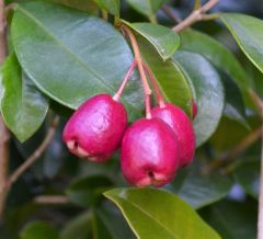 Tüplü Avustralya Fırça Kirazı (Eugenia Myrtifolia) Fidanı