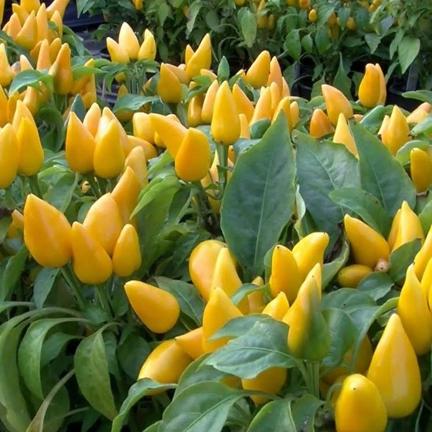 Doğal Geleneksel Angels Yellow Turşuluk Sarı Acı Biber Tohumu (10 Tohum)