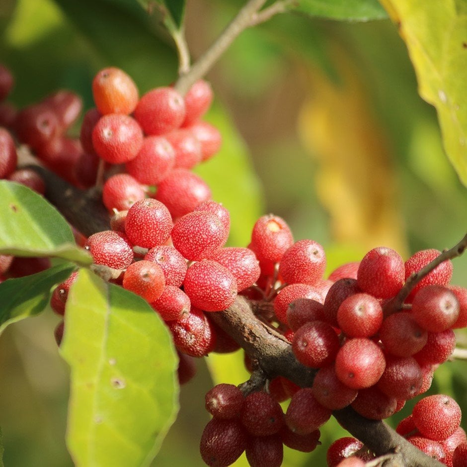 Tüplü Şifalı Güz Zeytini (Elaeagnus Umbellata)‏ Fidanı