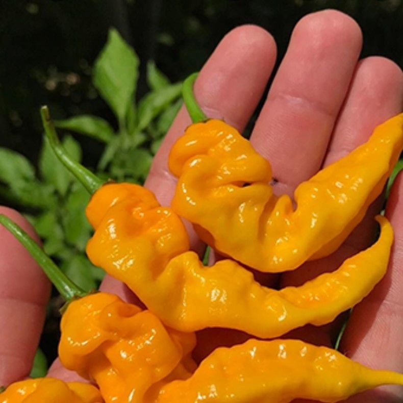 Doğal Geleneksel Çok Acı Yellow İcicle Acı Biber Tohumu (15 Tohum)