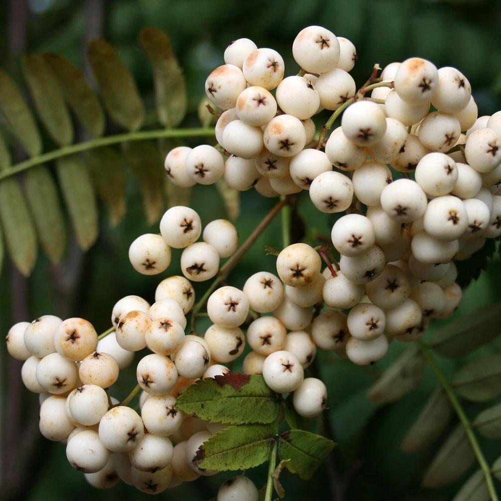 Tüplü (Sorbus cashmiriana) Ak Üvez‏ Fidanı