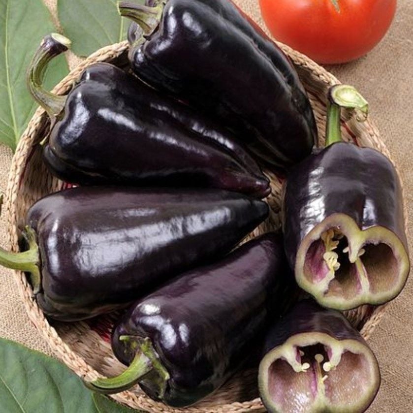 Doğal Geleneksel Black Knight Siyah Kapya Tatlı Biber Tohumu (15 Tohum)
