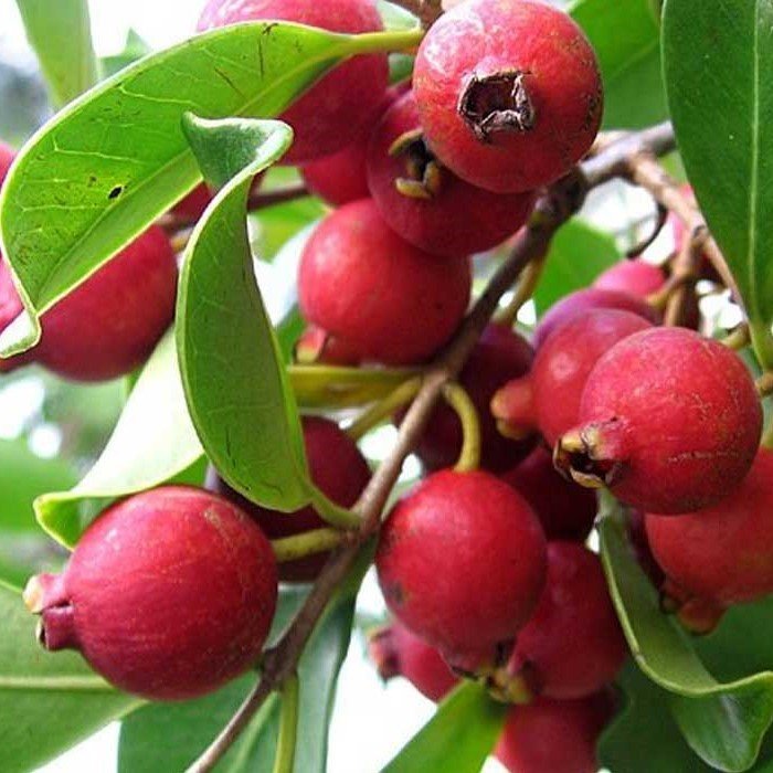 Tüplü Meyve Verme Yaşında (Strawberry Guava) Çilek Guava Fidanı