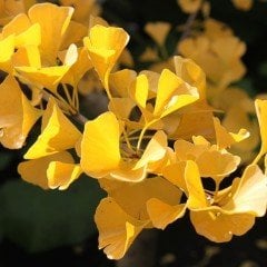 Tüplü Şifalı Mabet Ağacı (Ginkgo Biloba)‏ Fidanı