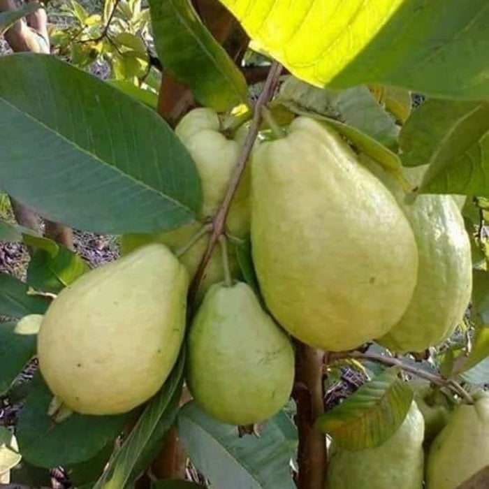 Tüplü Nadir Armut Guava Fidanı (Meyve Verme Yaşında)