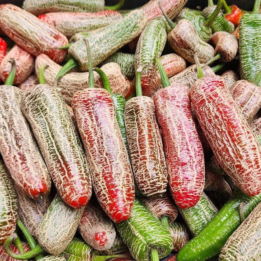 Nadir Doğal Jalapeno Farmers Biber Tohumu (10 tohum)