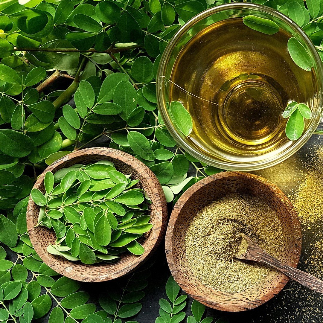 Tüplü Yaşam Ağacı Mucizevi Moringa (Oleifera) Ağacı Fidanı