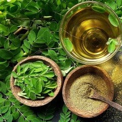 Tüplü Yaşam Ağacı Mucizevi Moringa (Oleifera) Ağacı Fidanı