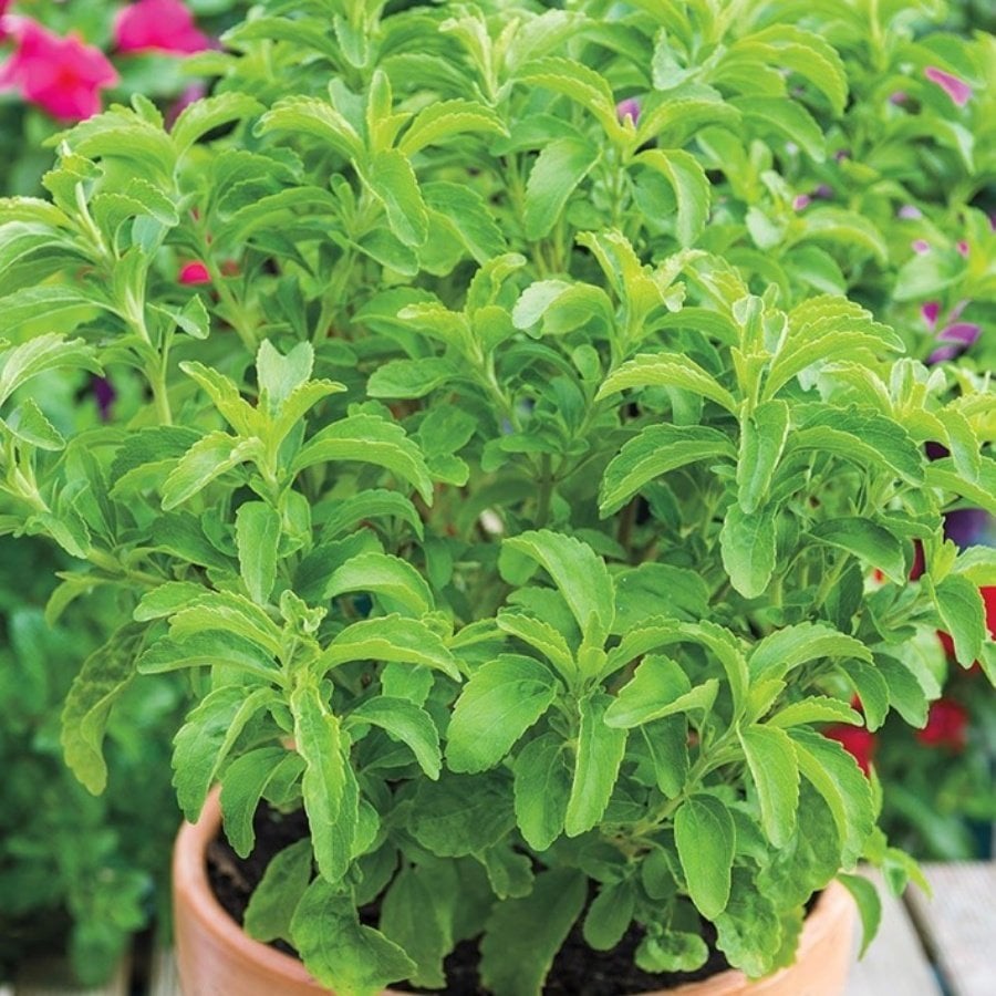 Şeker Otu Stevia Fidesi (10 adet)