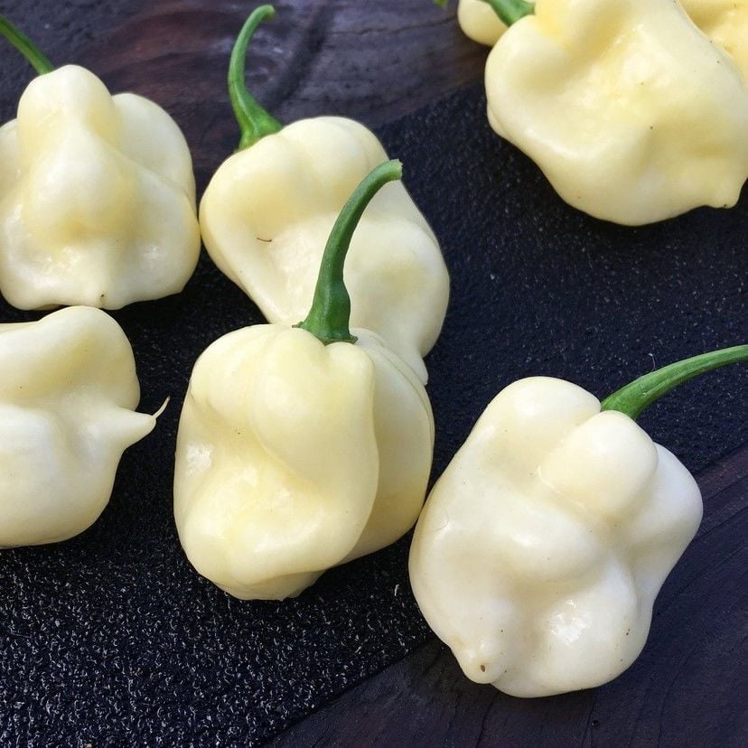 Nadir Doğal 7 Pot White Acı Biber Tohumu(10 tohum)