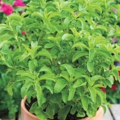 Şeker Otu Stevia Fidesi (20 adet)