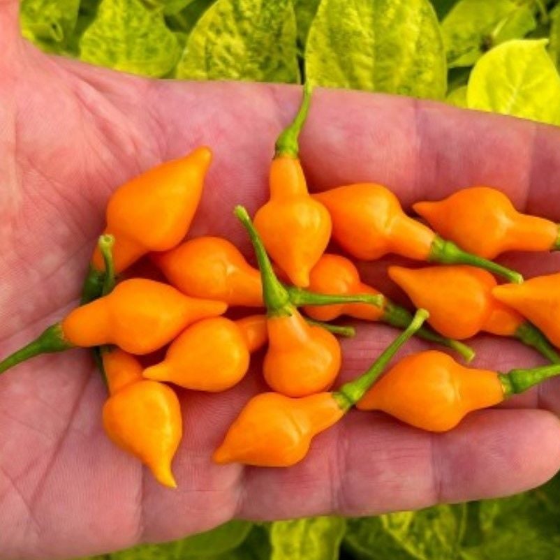 Nadir Doğal Geleneksel Cabacinha Laranja Acı Biber Tohumu (10 Tohum)