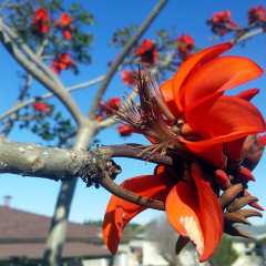 Tüplü Erythrina Caffra Mercan Ağacı Fidanı (30-60 cm)