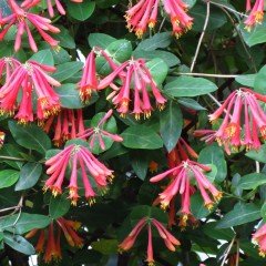 Tüplü Trompet Lonicera Sempervirens Hanım Eli Fidanı